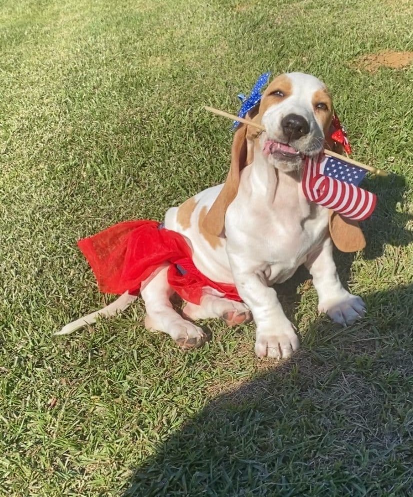 TX Basset Hound Puppies breeder image 32