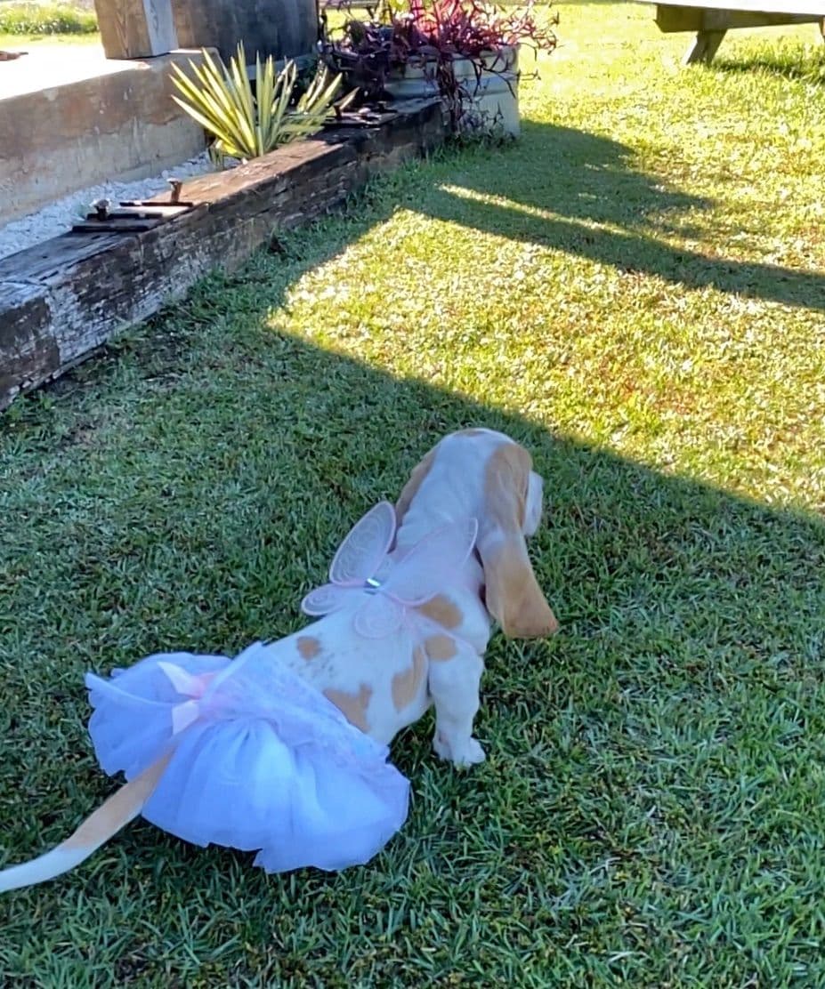 TX Basset Hound Puppies breeder image 35