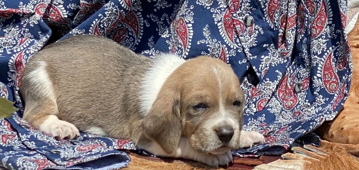 TX Basset Hound Puppies breeder image 36
