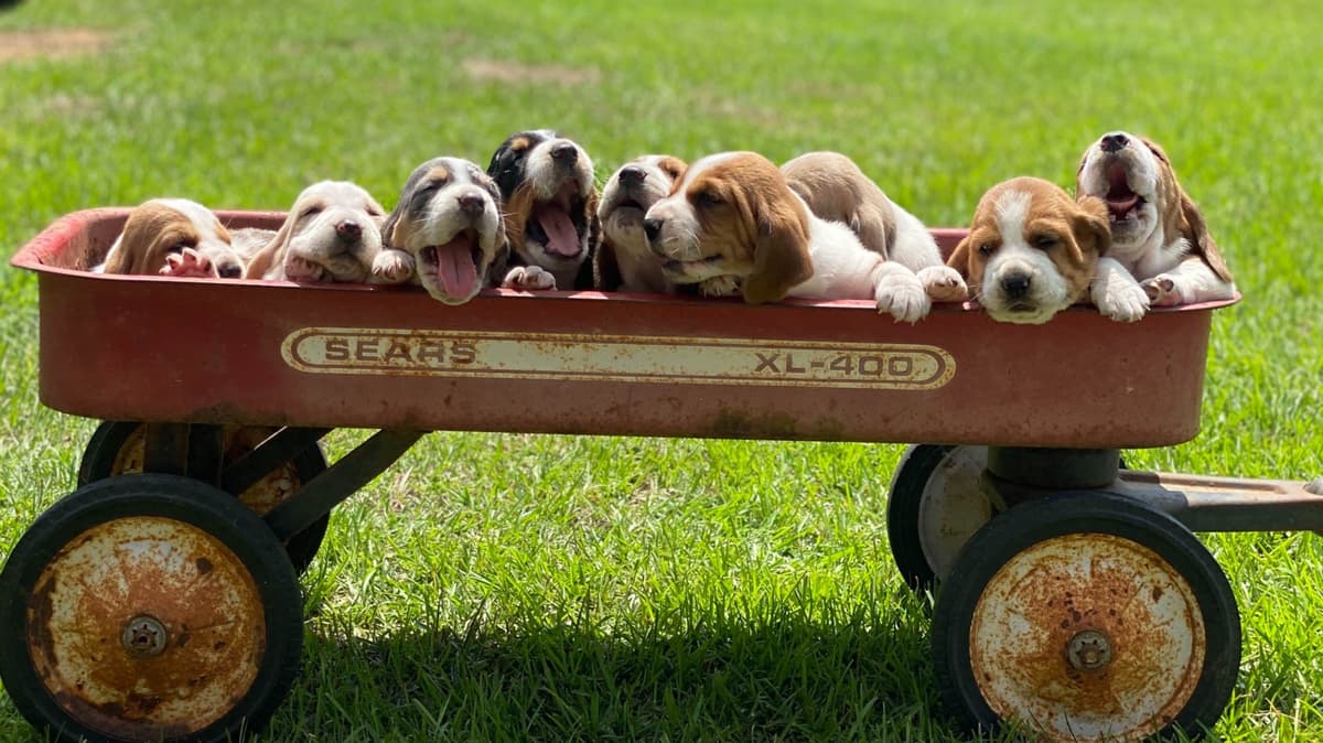 TX Basset Hound Puppies breeder image 38