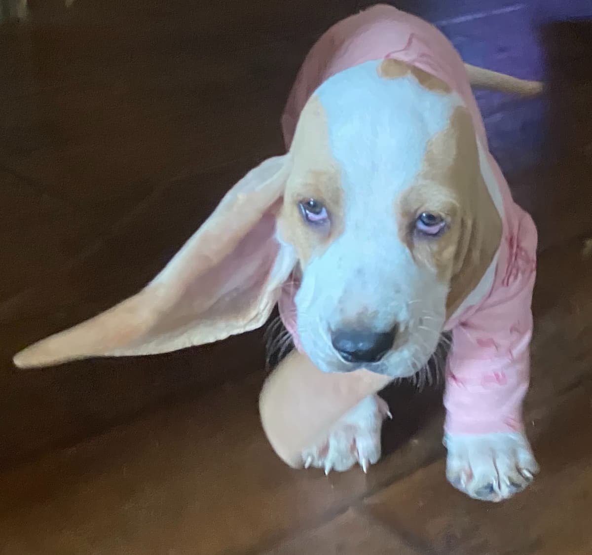 TX Basset Hound Puppies breeder image 37
