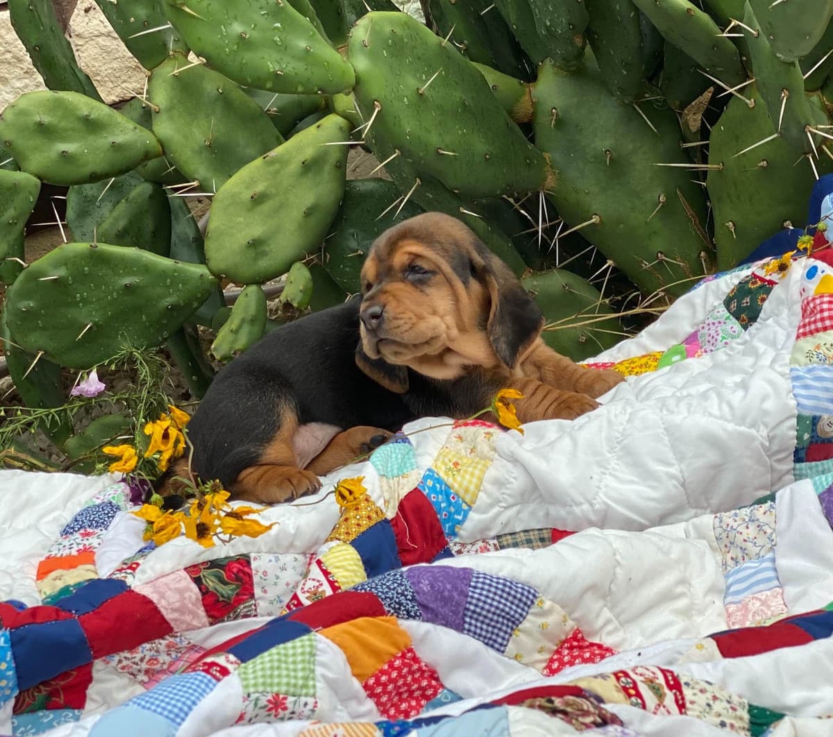 TX Basset Hound Puppies breeder image 39