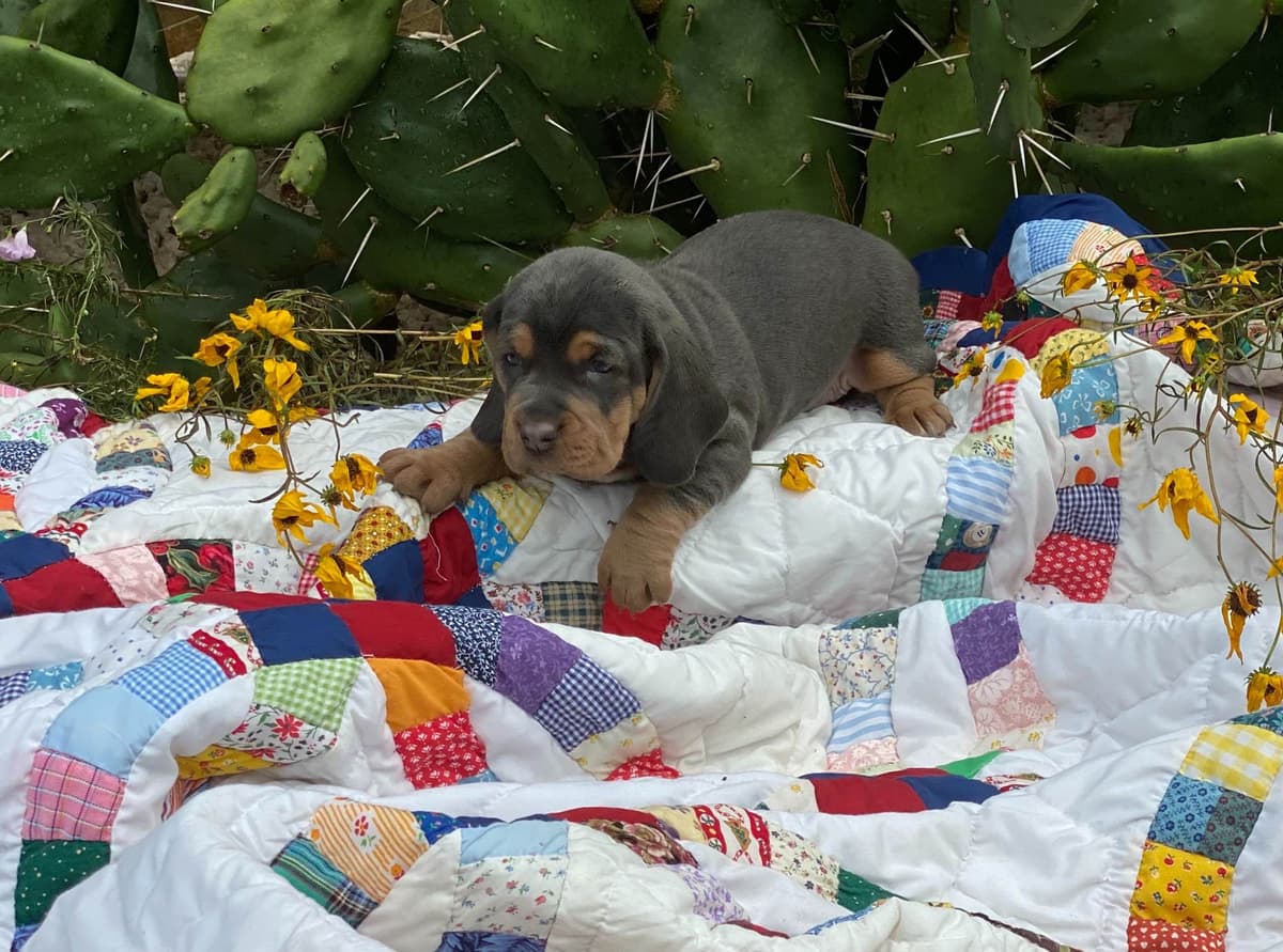 TX Basset Hound Puppies breeder image 40
