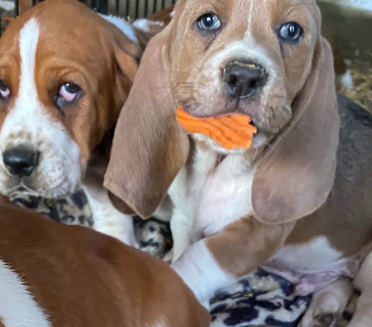 TX Basset Hound Puppies breeder image 41