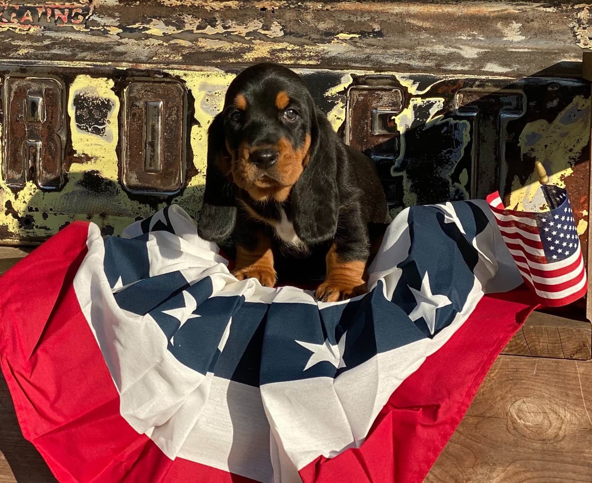 TX Basset Hound Puppies breeder image 43