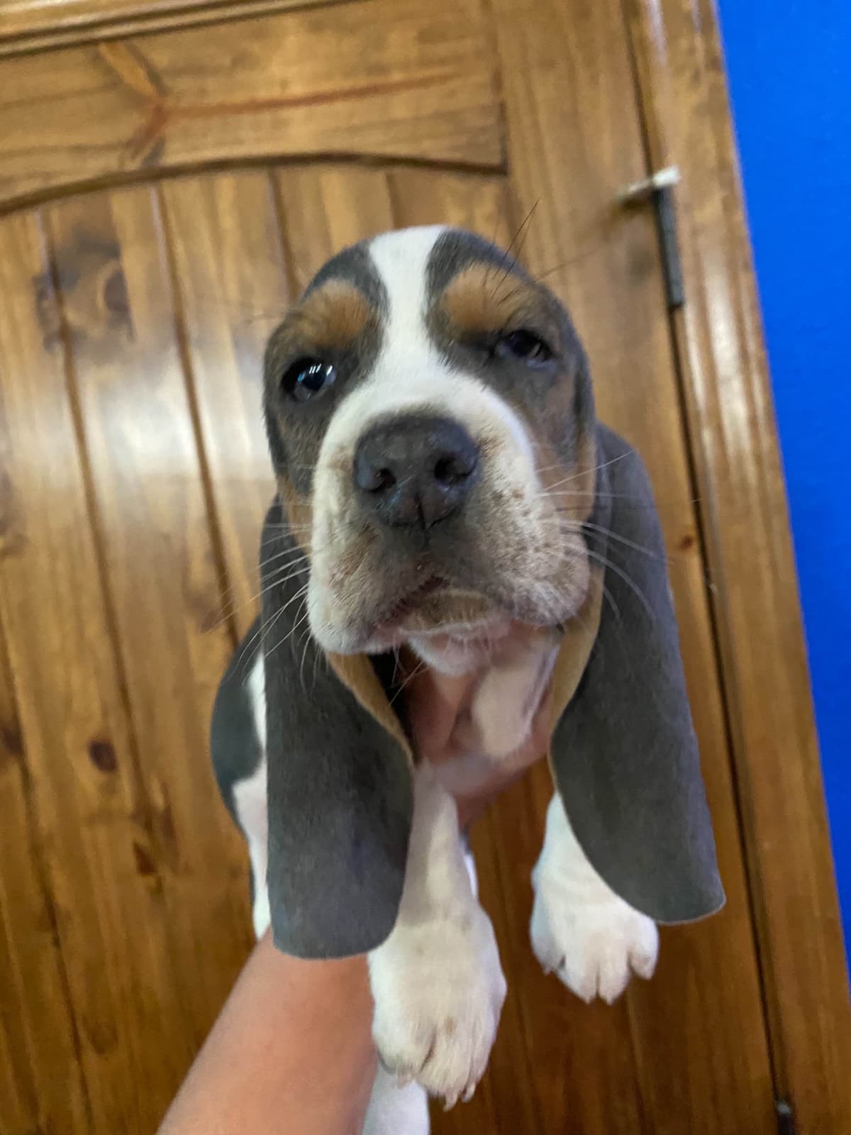 TX Basset Hound Puppies breeder image 44