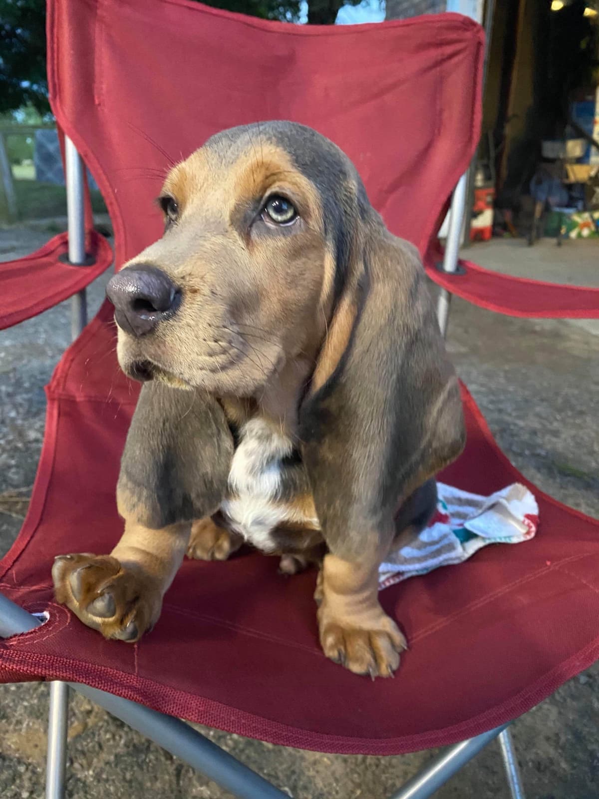 TX Basset Hound Puppies breeder image 46