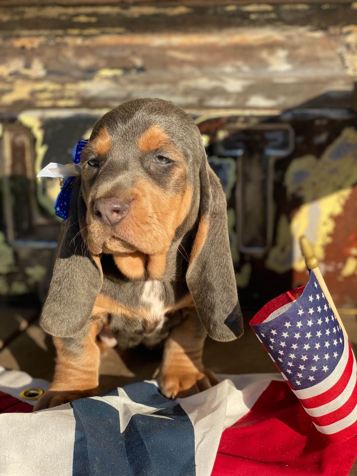 TX Basset Hound Puppies breeder image 45