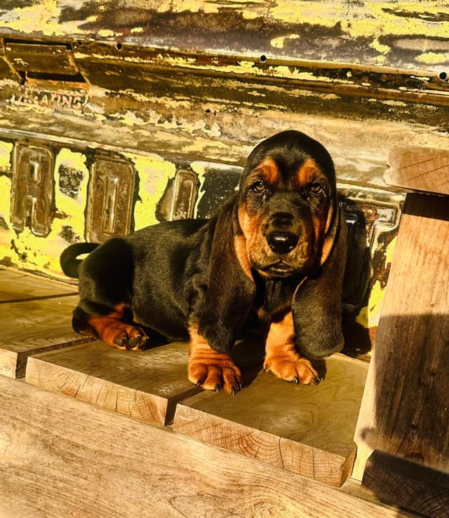 TX Basset Hound Puppies media 2
