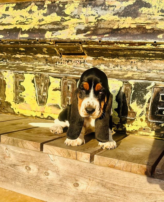 TX Basset Hound Puppies media 3