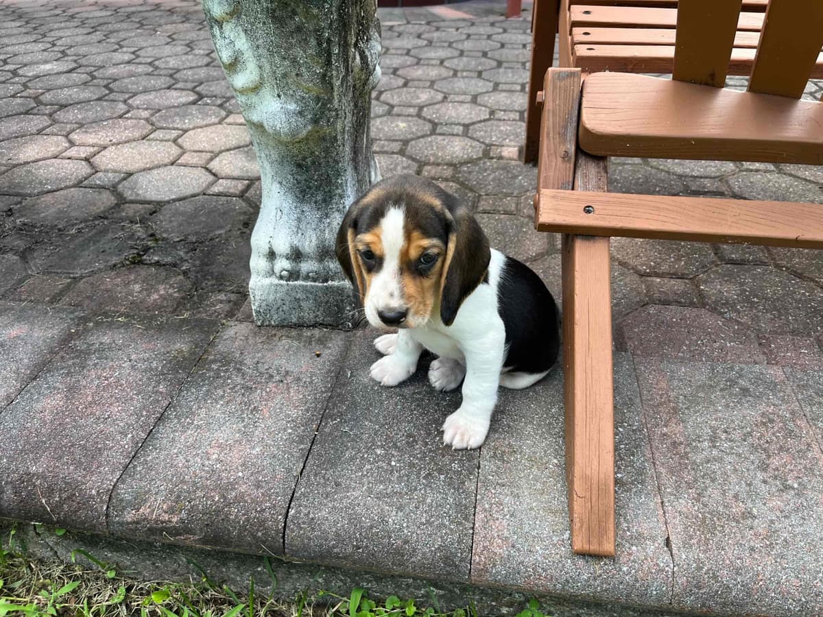 (845)863-5225 . serious inquiries . Phone calls only. breeder image 8