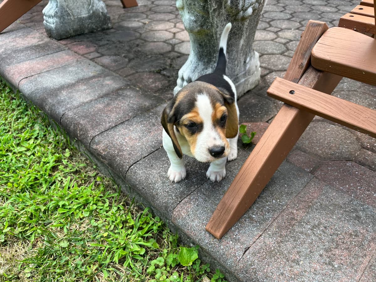 (845)863-5225 . serious inquiries . Phone calls only. breeder image 9