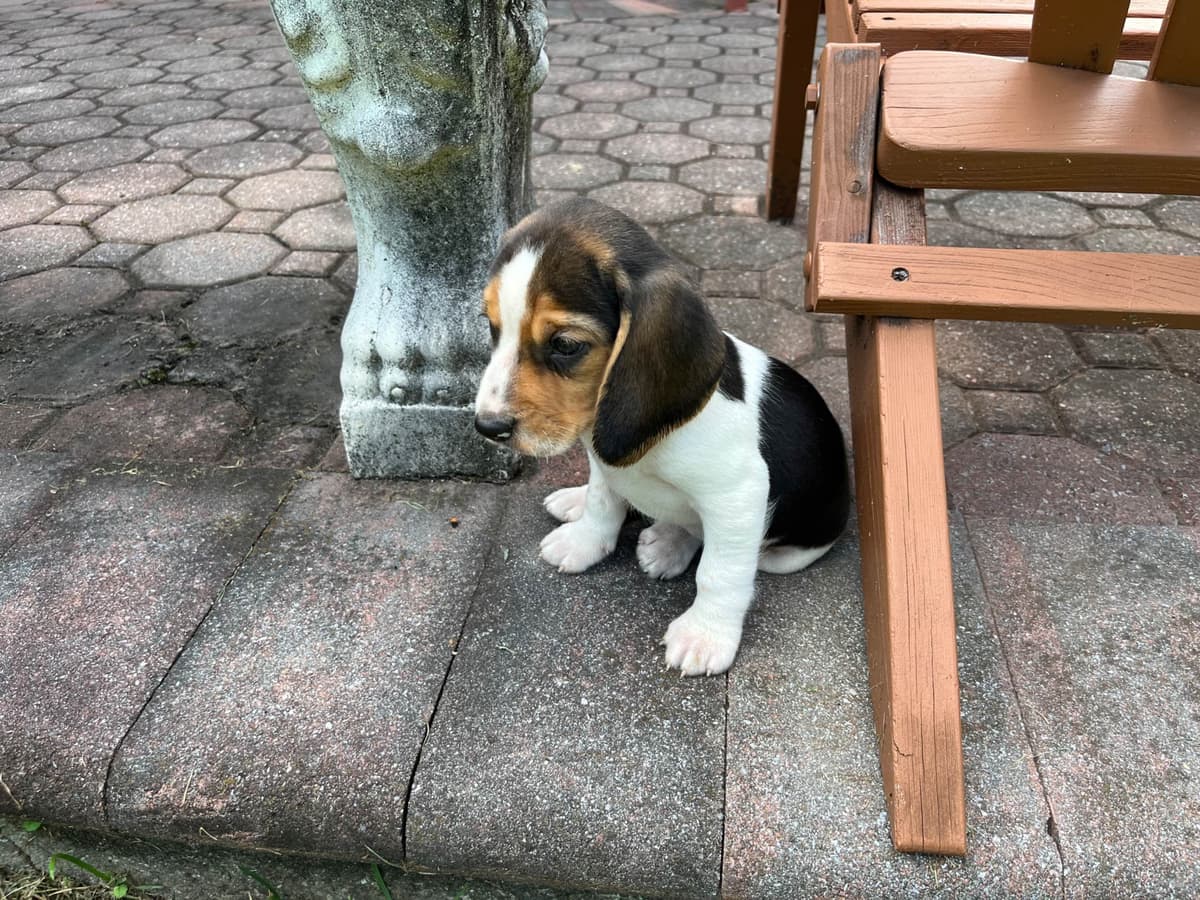 (845)863-5225 . serious inquiries . Phone calls only. breeder image 10