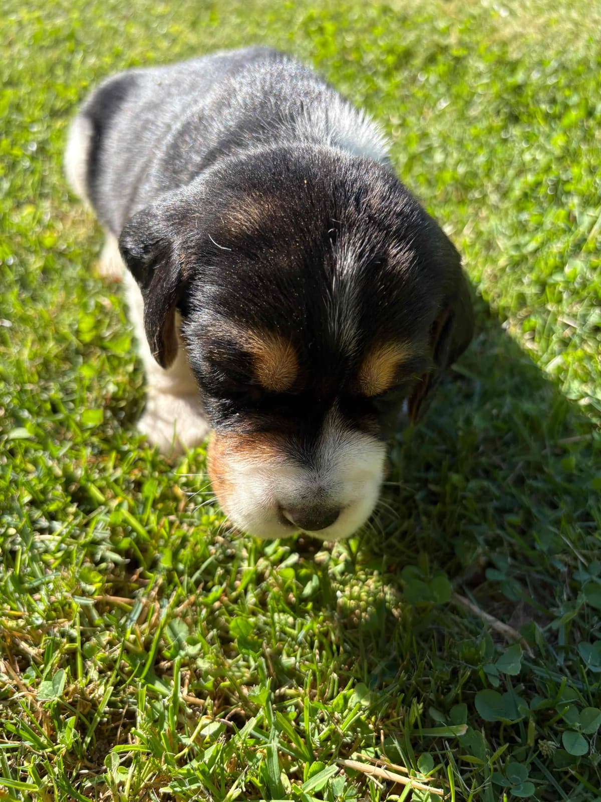 (845)863-5225 . serious inquiries . Phone calls only. breeder image 13