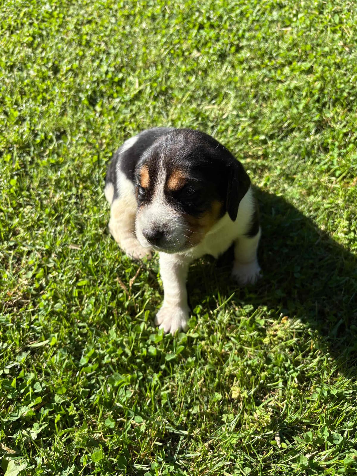 (845)863-5225 . serious inquiries . Phone calls only. breeder image 14