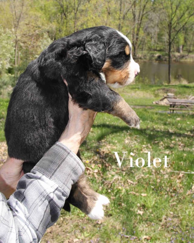 Bernese Mountain Dog Puppies media 2