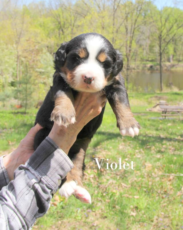 Bernese Mountain Dog Puppies media 3
