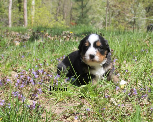 Bernese Mountain Dog Puppies media 5