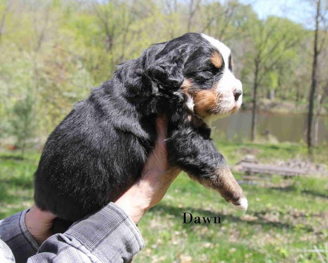 Bernese Mountain Dog Puppies media 4