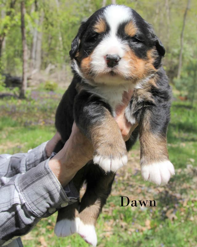 Bernese Mountain Dog Puppies media 6