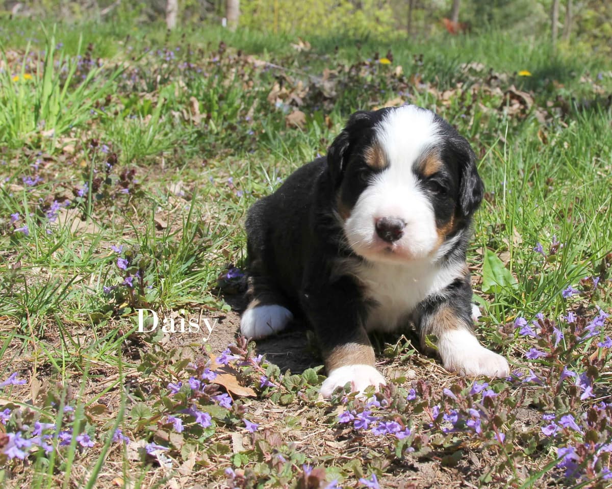 Bernese Mountain Dog Puppies breeder image 1