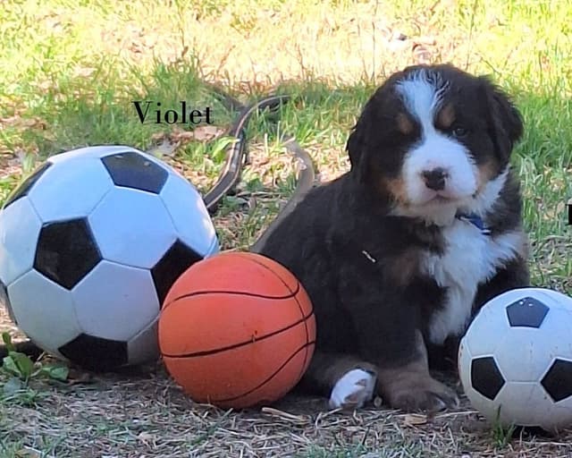 Bernese Mountain Dog Puppies media 7