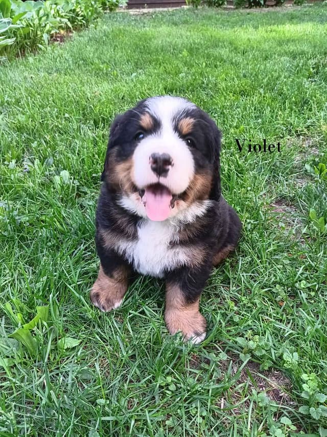 Bernese Mountain Dog Puppies media 9