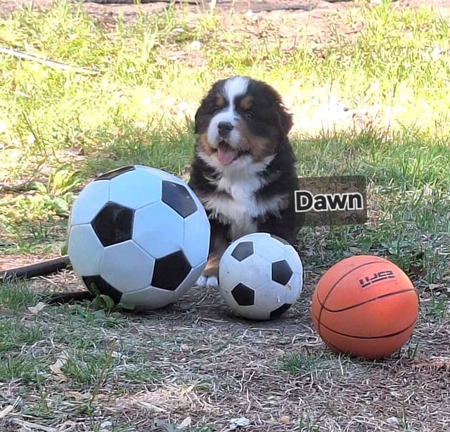 Bernese Mountain Dog Puppies media 11
