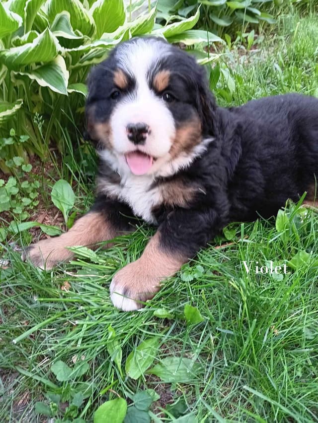 Bernese Mountain Dog Puppies media 10