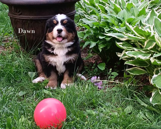 Bernese Mountain Dog Puppies media 8