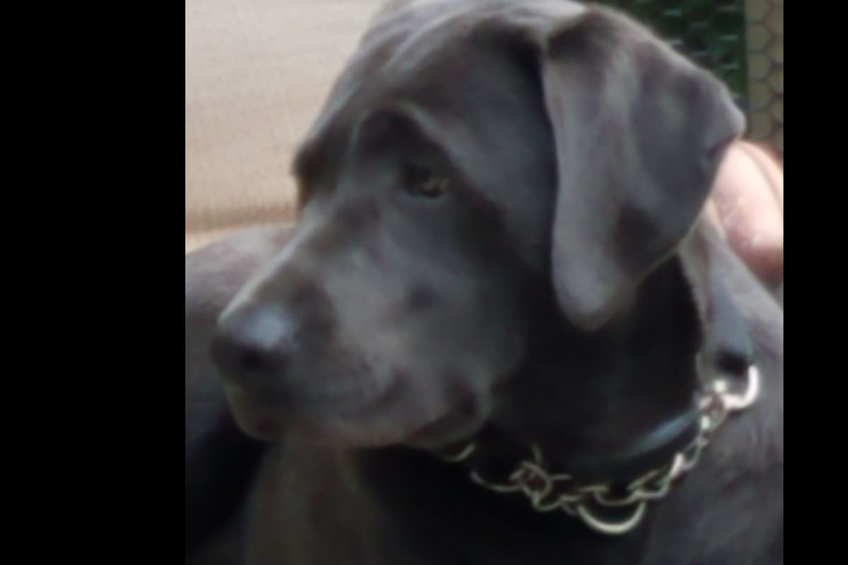 Labrador Retriever Puppies breeder image 4