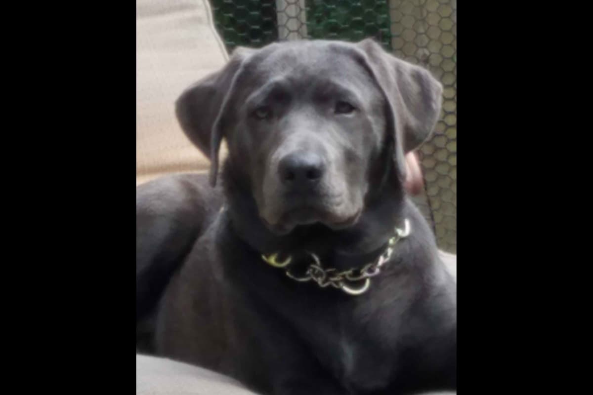 Labrador Retriever Puppies breeder image 3