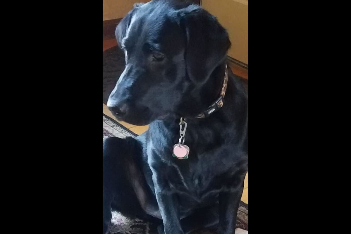 Labrador Retriever Puppies breeder image 6