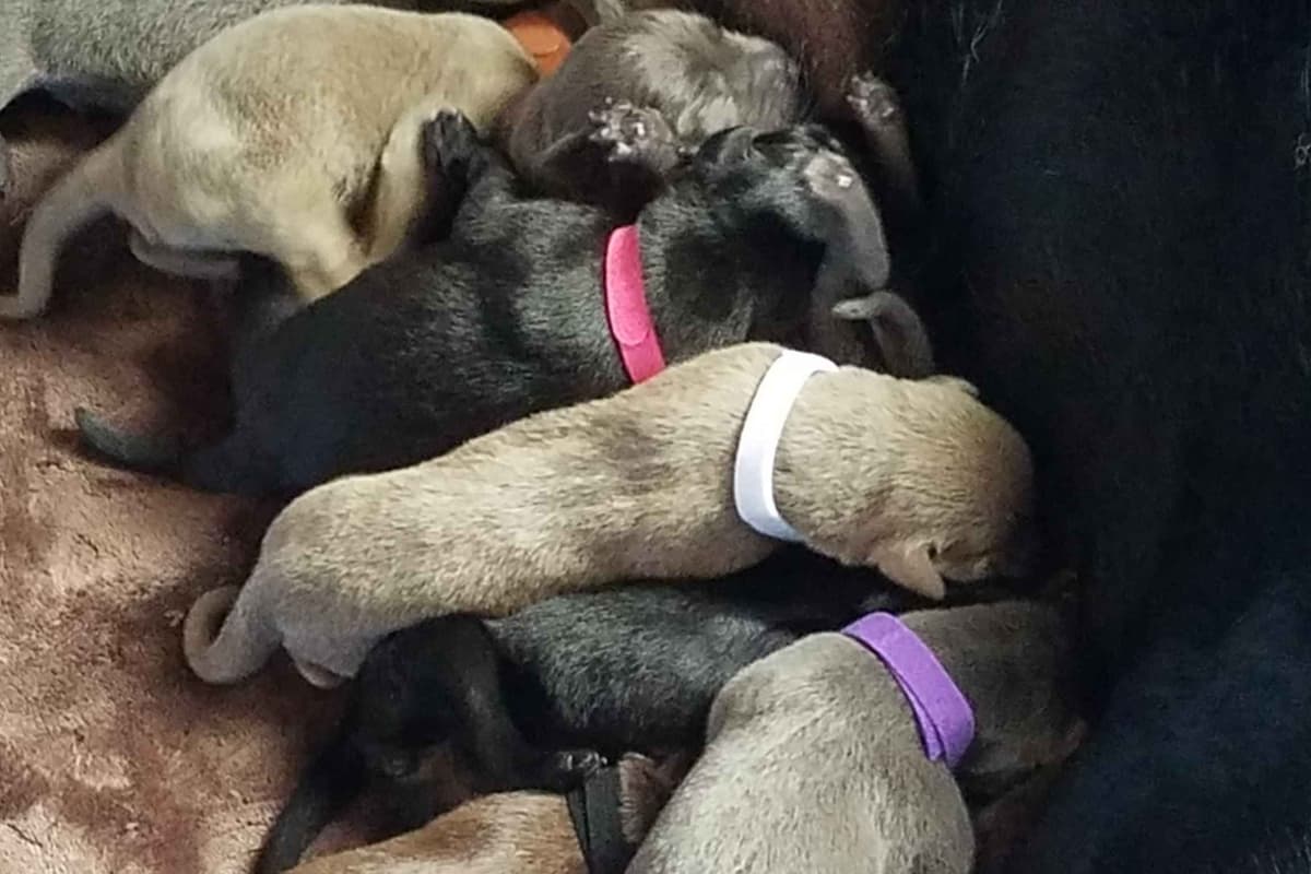 Labrador Retriever Puppies breeder image 2