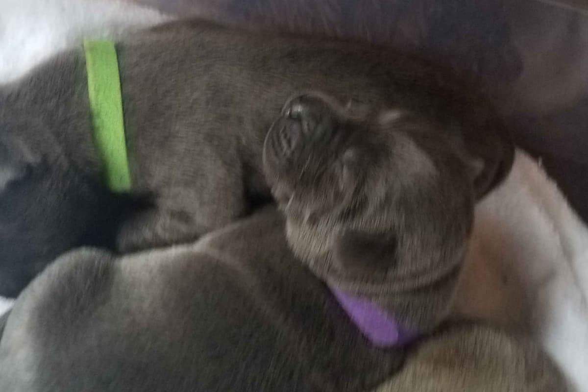 Labrador Retriever Puppies breeder image 8