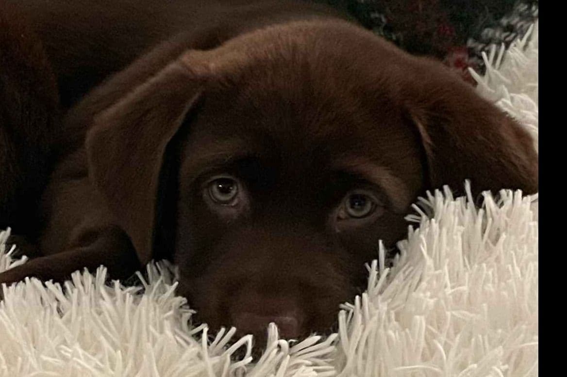 Labrador Retriever Puppies breeder image 11