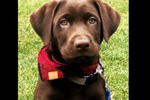 Labrador Retriever Puppies breeder image 14