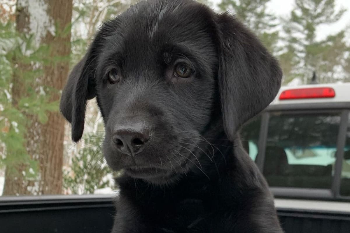 Labrador Retriever Puppies breeder image 15