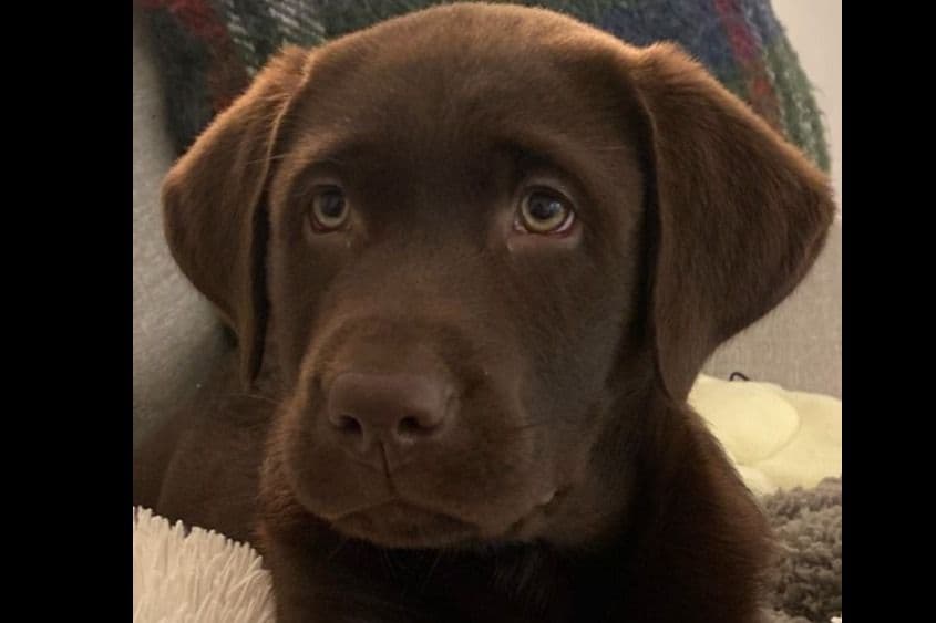 Labrador Retriever Puppies breeder image 17
