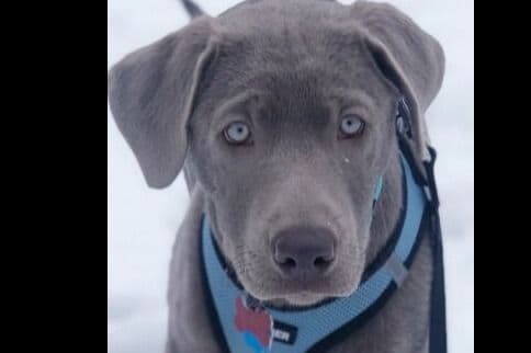 Labrador Retriever Puppies breeder image 18