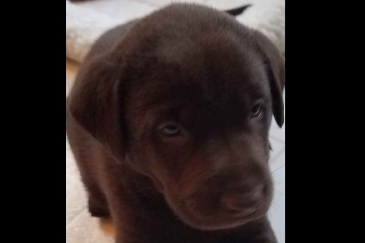 Labrador Retriever Puppies breeder image 19