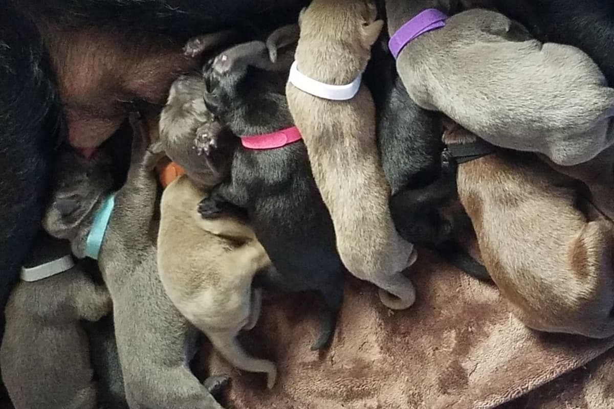 Labrador Retriever Puppies breeder image 21