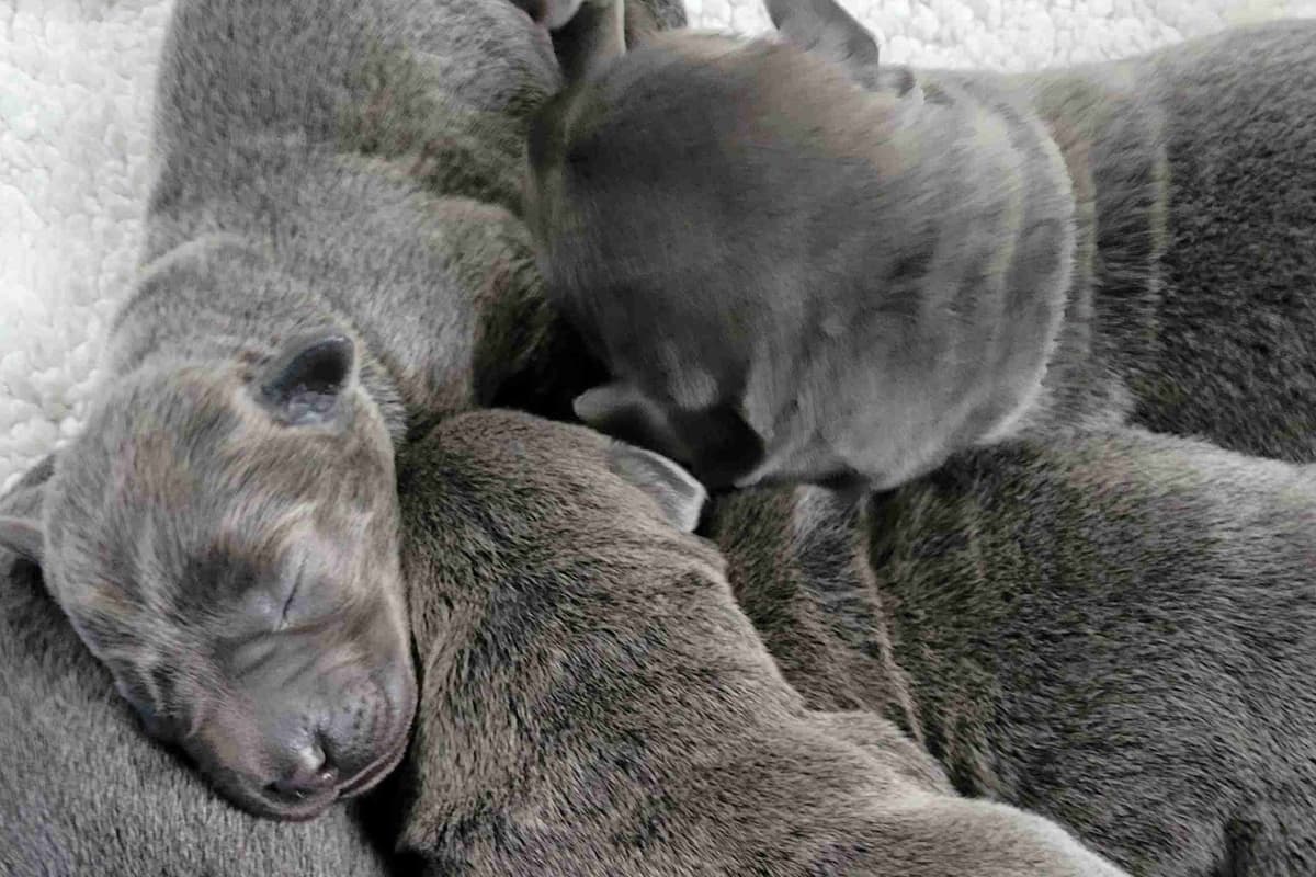 Labrador Retriever Puppies breeder image 22