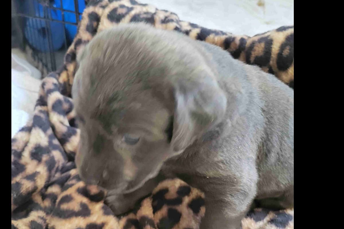 Labrador Retriever Puppies breeder image 23