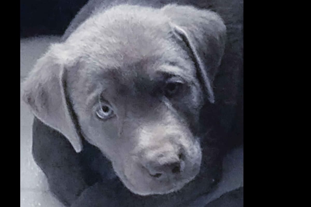 Labrador Retriever Puppies breeder image 24
