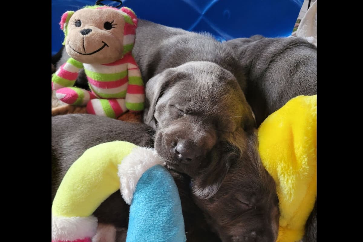 Labrador Retriever Puppies breeder image 26