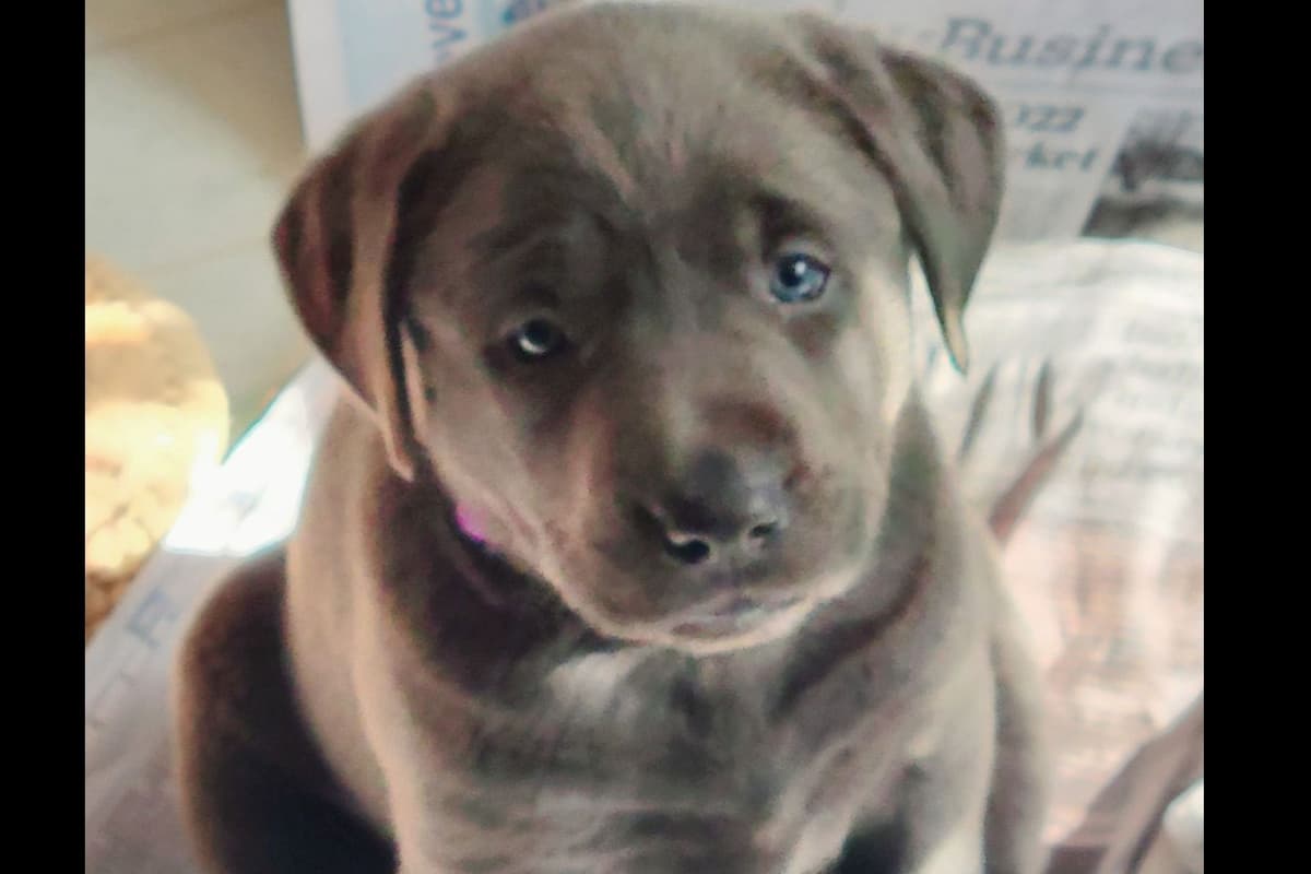 Labrador Retriever Puppies breeder image 28