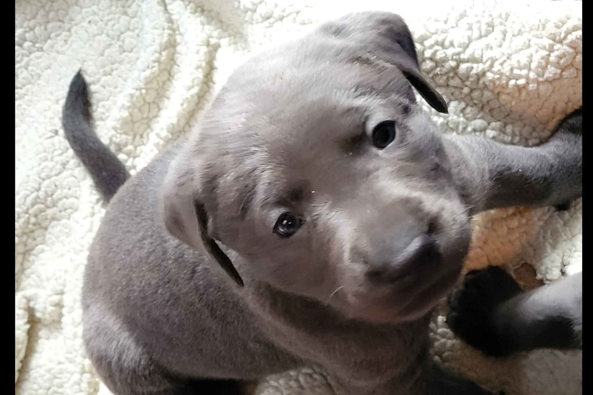 Labrador Retriever Puppies breeder image 29