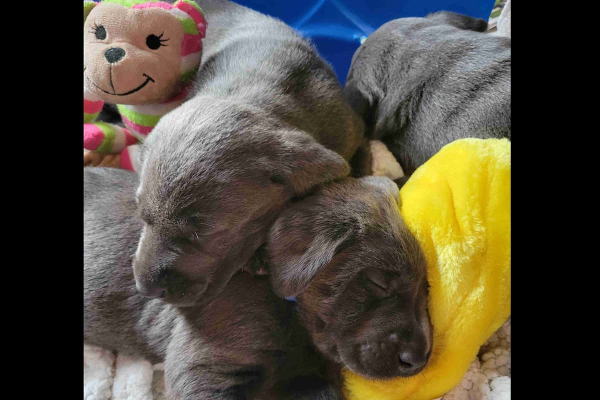 Labrador Retriever Puppies breeder image 30