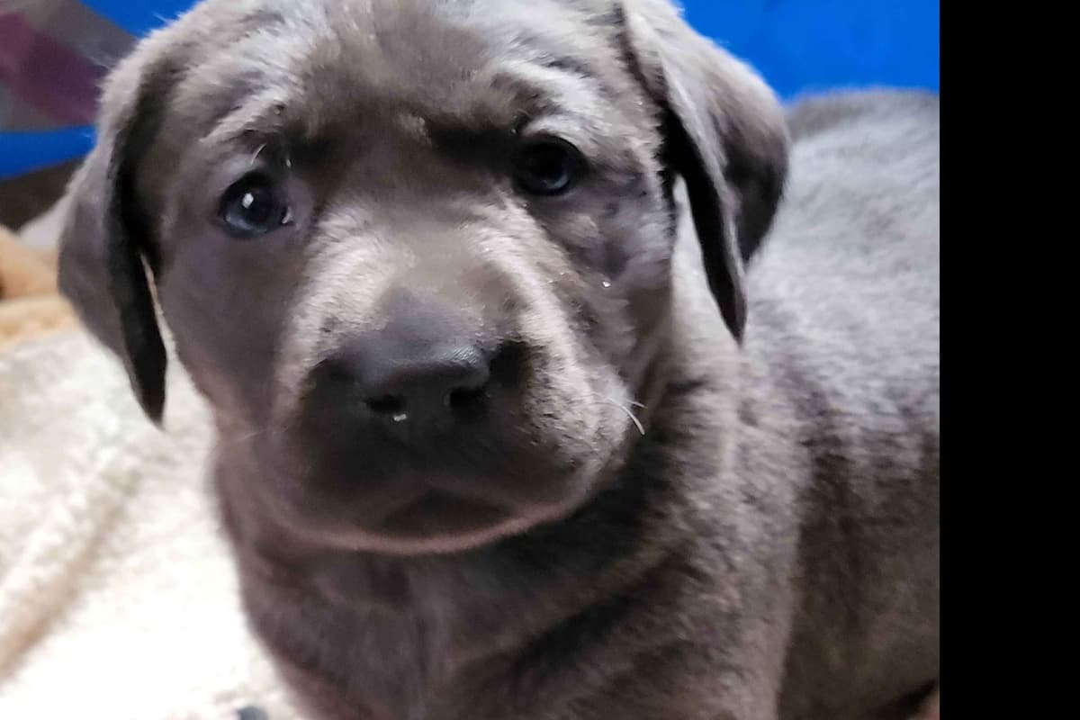 Labrador Retriever Puppies breeder image 31
